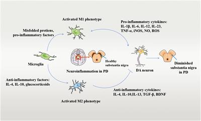 Levodopa-induced dyskinesia: interplay between the N  - Frontiers